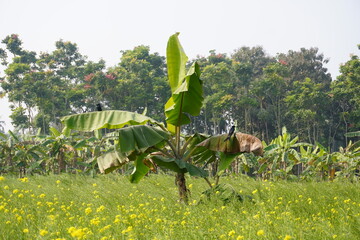 Young banana plant bearing yellow flowers amid green field plantation