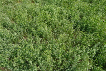 Lush dense green lentil plants growing closely in agricultural farm field