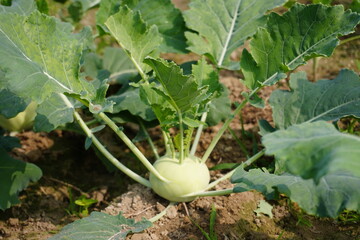 Turnip cabbage kohlrabi plant with young fruit in agricultural field