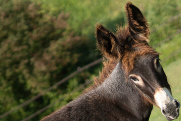 Distorted shot mule with a straw in his mouth