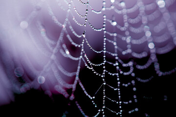 Spooky spiderweb spider web with water droplets close up background