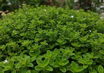 Obraz premium Green Bush in Garden Landscape