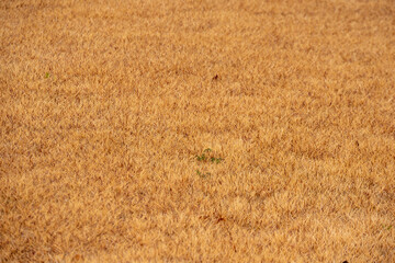Fototapeta premium 枯れた草の野原