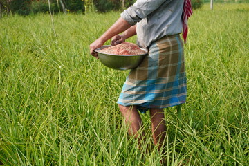 A farmer broadcasting Granular fertilizer in a field of young crops