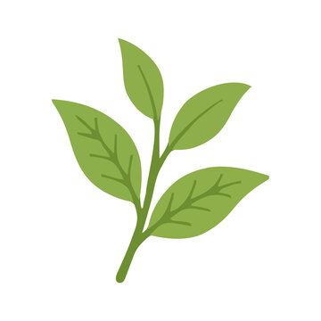 Fresh organic green tea leaves illustration for matcha herbal beverage and healthy lifestyle concept design