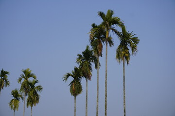 Silhouetted tall palm trees against clear blue sky