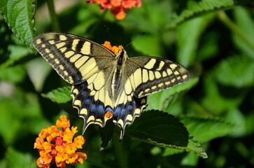 Macro shots, Beautiful nature scene. Closeup beautiful butterfly sitting on the flower in a summer garden