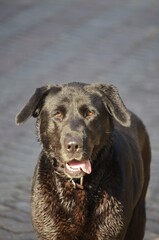 A high angle of a cute black retriever dog standing on the concrete floor
