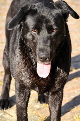 A high angle of a cute black retriever dog standing on the concrete floor