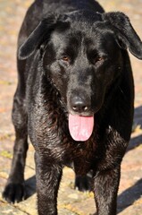 A high angle of a cute black retriever dog standing on the concrete floor