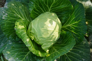 Fresh green cabbage head with crinkly leaves