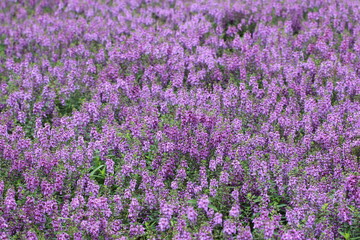 Angelonia or Summer snapdragon or Angel flowers field,Scenery of Angelonia or Summer snapdragon or Angel flowers blooming in the plantation
