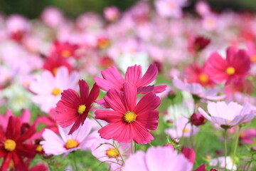 Cosmos bipinnatus or Garden cosmos or Mexican aster flowers blooming in the garden at sunny day
