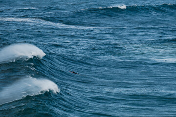 Fototapeta premium A lone surfer rides a massive blue ocean wave under a clear sky