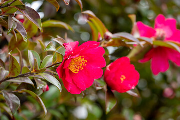 鮮やかなピンクの椿の花