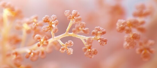Delicate coral branch close-up, underwater scene, soft pink hues, nature background, ideal for wellness