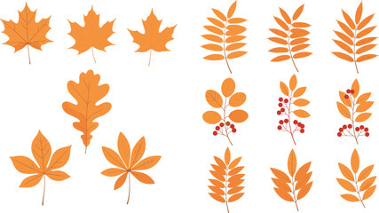 Set of orange autumn leaves and berry branches vector illustration isolated on white background for seasonal fall decoration. © REYAD