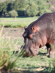 Flusspferd beim fressen 