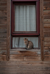 Tabby cat sitting in the window of the wooden house