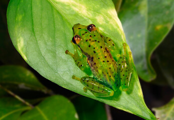 Madagaskarfrosch // Madagascar frog  (Guibemantis pulcher) - Madagascar