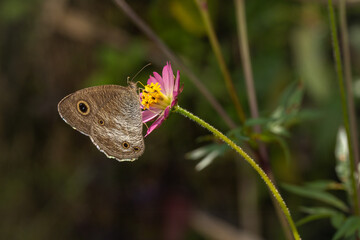 Fototapeta premium Brown butterfly perched on a pink wildflower sipping nectar with a soft blurred green background
