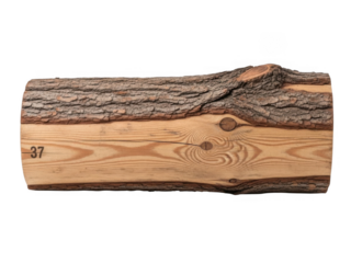 Freshly cut log of wood with visible grain and knots