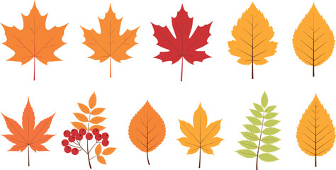 Set of various autumn maple birch and rowan leaves with red berries vector illustration for seasonal fall decoration. © REYAD