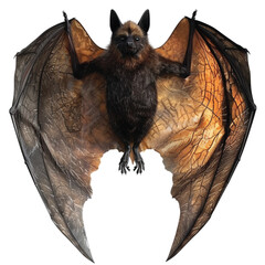 bat on a white background