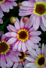 Obraz premium Closeup of white pink Moroccan daisy in the garden
