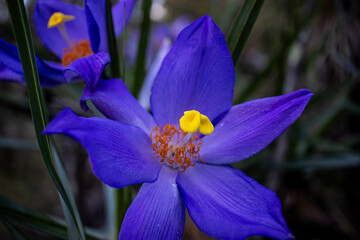 Close-up purple flower