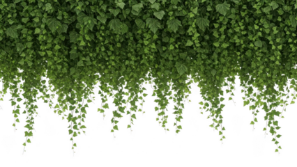 Lush green vines cascading down a wall
