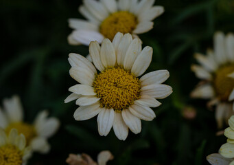 Fototapeta premium close up of white daisy