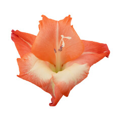 Orange gladiolus flower isolated on transparent background