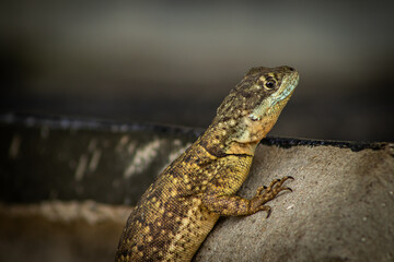 Lizard on a rock