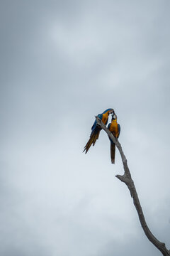 Macaw kiss