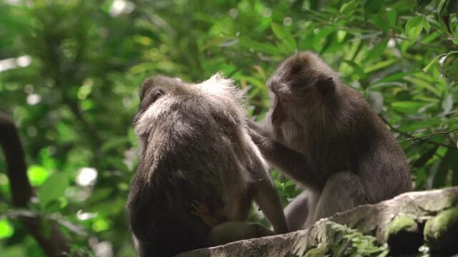Two wild macaques grooming each other in the forest, social interaction of monkeys in Bali.