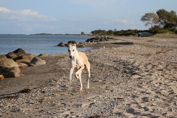 A handsome light brown and white galgo runs joyfully along the shore of the Baltic Sea beach