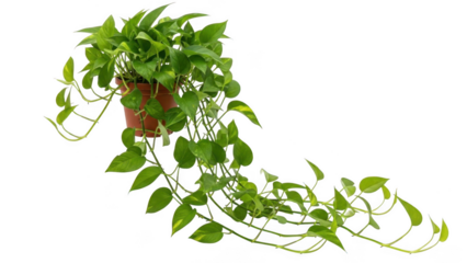 Lush green pothos plant in brown pot against white background