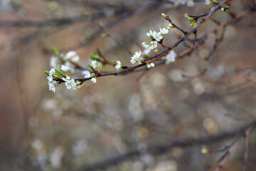 Delicate white blossoms and buds on thin, brown branches are captured in soft focus, indicating the onset of spring.