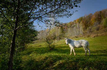 Obraz premium White horse in autumn meadow under clear blue sky.