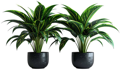 Two leafy house plants with dark green and yellow patterns sit in matching black pots