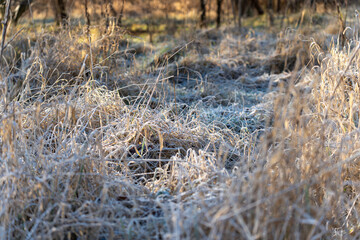 Frosted grass meadow. Frost-covered grass in a natural meadow during early winter morning. Cold light and shallow focus emphasize icy textures.