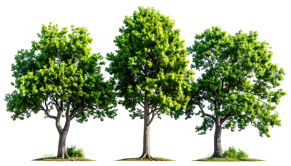 Three vibrant, detailed trees with lush green foliage, isolated on a black background