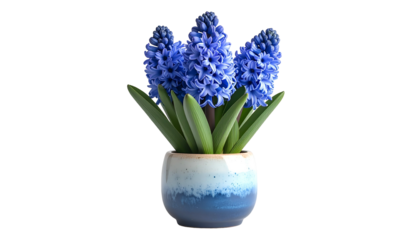 A vibrant blue hyacinth plant in a small ceramic pot against a black backdrop