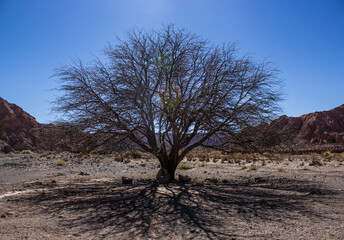 Tree in Atacama's desert