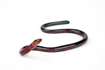 Blindw&uuml;hle aus Kamerun // Caecilian from Cameroon (Herpele multiplicata) 