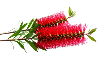 Two vivid red bottlebrush flowers with green leaves against a stark black background
