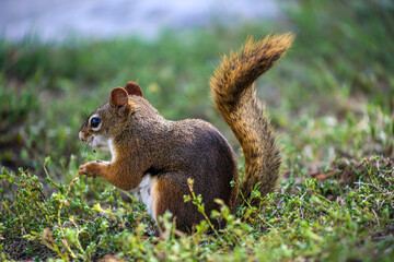 Obraz premium Red Squirrel Feeding While Sitting in Green Grass