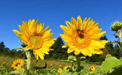 Sunflowers under a blue sky, Sainte-Apolline, Qu&eacute;bec, Canada