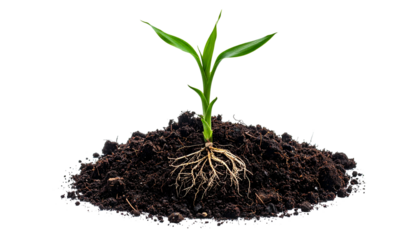 A young plant sprouts from a mound of dark earth, with visible roots